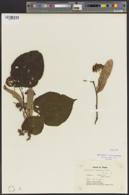 Tilia heterophylla (QFA0031539) à l'Herbier Louis-Marie (QFA), Université Laval, Québec, Québec, Canada