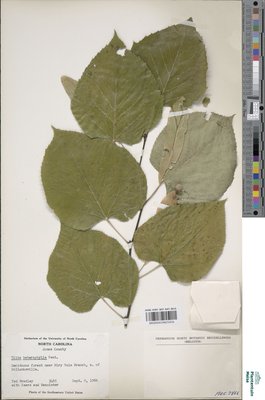 Tilia heterophylla Hort. ex K.Koch