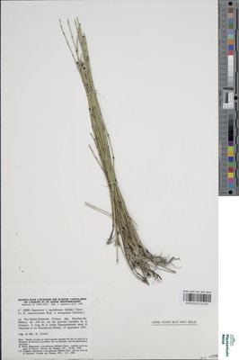 Equisetum x meridionale (Milde) Chiov.