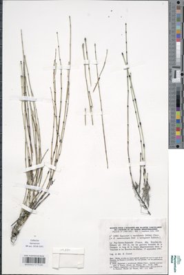 Equisetum x meridionale (Milde) Chiov.