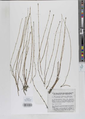 Equisetum x meridionale (Milde) Chiov.