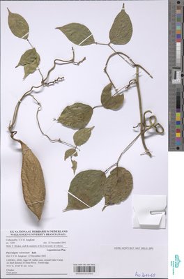 Physostigma venenosum Balf.