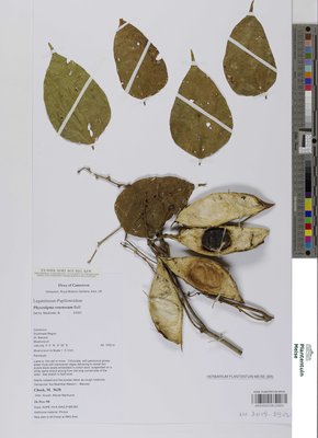 Physostigma venenosum Balf.
