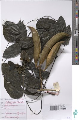 Physostigma venenosum Balf.