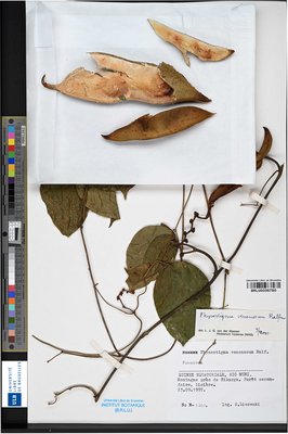 Physostigma venenosum Balf.