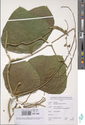 Physostigma venenosum Balf.