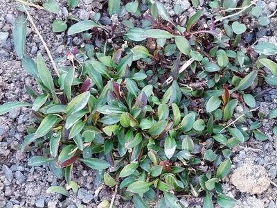 Lepidium graminifolium L.: leaf
