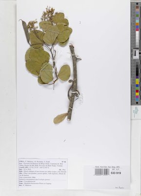Bauhinia bassacensis Pierre ex Gagnep.
