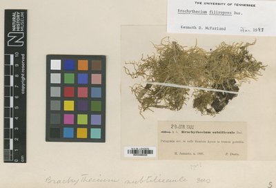 BM000964523