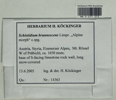 Schistidium brunnescens Limpr., Moscow University Herbarium