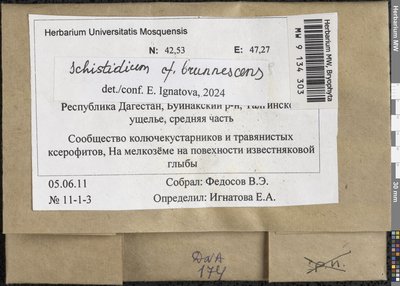 Schistidium brunnescens Limpr., Moscow University Herbarium