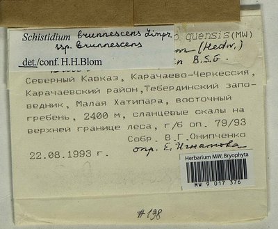 Schistidium brunnescens Limpr., Moscow University Herbarium