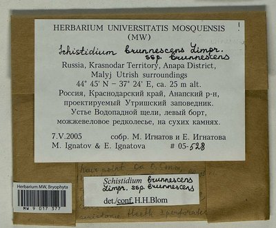 Schistidium brunnescens Limpr., Moscow University Herbarium
