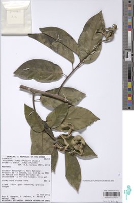 Airyantha schweinfurthii subsp. schweinfurthii