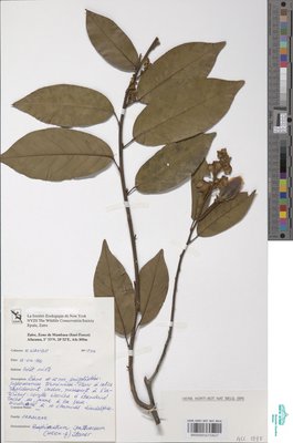 Airyantha schweinfurthii subsp. schweinfurthii