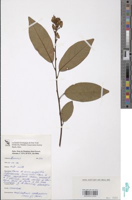 Airyantha schweinfurthii subsp. schweinfurthii