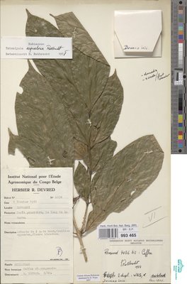Empogona aequatoria (Robbr.) J.Tosh & Robbr.