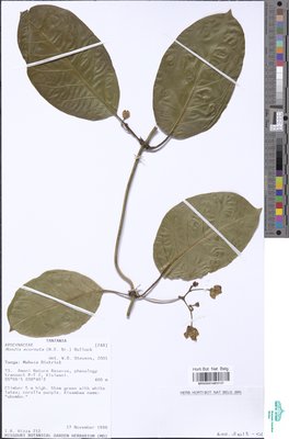 Mondia ecornuta (N.E.Br.) Bullock