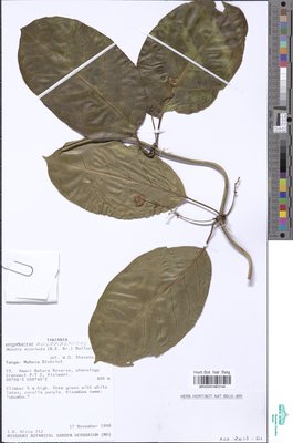 Mondia ecornuta (N.E.Br.) Bullock