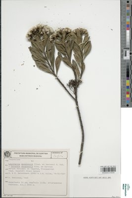 Vernonia macahensis Glaz. ex G.M.Barroso