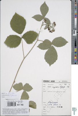 x Rubus cuspidatus P.J.Müll.