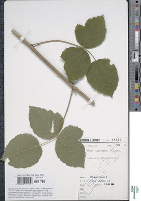 x Rubus cuspidatus P.J.Müll.