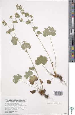 Alchemilla firma Buser