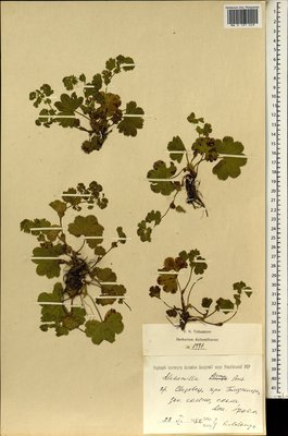Alchemilla firma Buser (Манжетка крепкая), Moscow University Herbarium