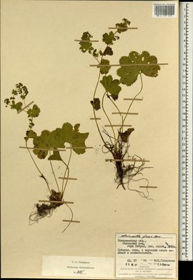 Alchemilla firma Buser (Манжетка крепкая), Moscow University Herbarium