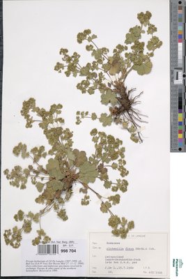 Alchemilla firma Buser