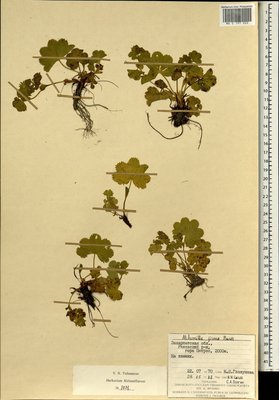 Alchemilla firma Buser (Манжетка крепкая), Moscow University Herbarium
