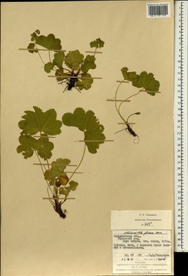 Alchemilla firma Buser (Манжетка крепкая), Moscow University Herbarium