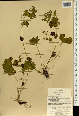 Alchemilla firma Buser (Манжетка крепкая), Moscow University Herbarium