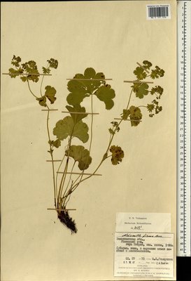 Alchemilla firma Buser (Манжетка крепкая), Moscow University Herbarium