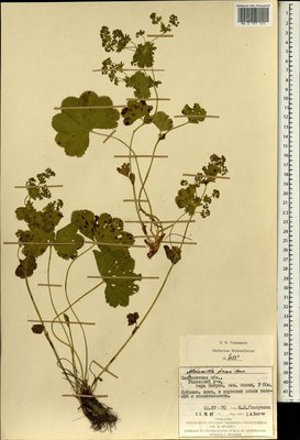 Alchemilla firma Buser (Манжетка крепкая), Moscow University Herbarium