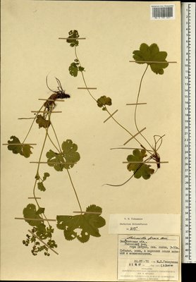 Alchemilla firma Buser (Манжетка крепкая), Moscow University Herbarium