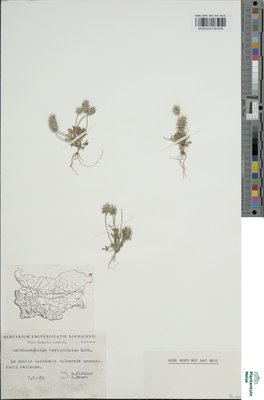 Ceratocephalus testiculatus (Crantz) Roth