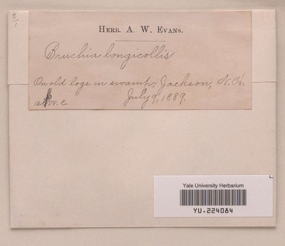 Bruchia longicollis (YU.224084). Digital Image: Yale Peabody Museum; photo by Division of Botany, Yale Peabody Museum 2014