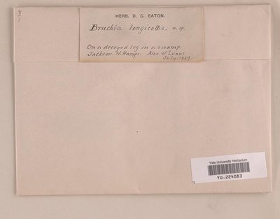 Bruchia longicollis (YU.224083). Digital Image: Yale Peabody Museum; photo by Division of Botany, Yale Peabody Museum 2014