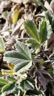 Potentilla cinerea Chaix ex Vill.: leaf