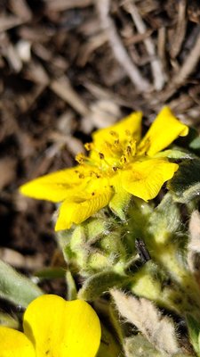 Potentilla cinerea Chaix ex Vill.: flower