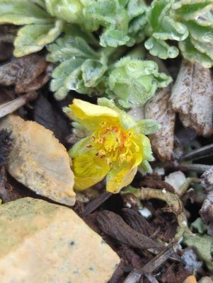 Potentilla cinerea Chaix ex Vill.: flower