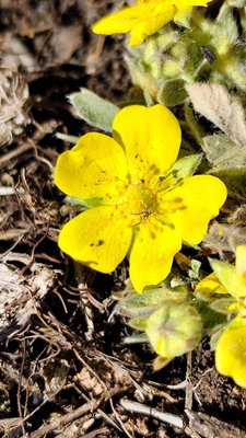 Potentilla cinerea Chaix ex Vill.: flower