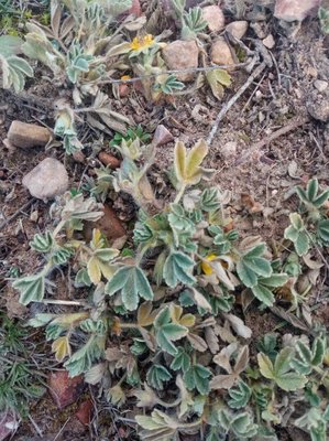 Potentilla cinerea Chaix ex Vill.: leaf