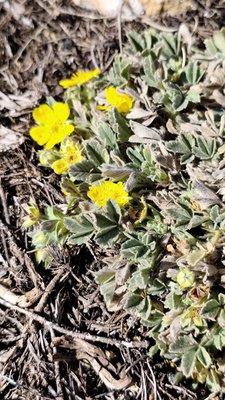 Potentilla cinerea Chaix ex Vill.: habit