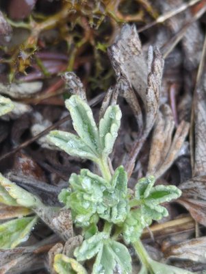 Potentilla cinerea Chaix ex Vill.: leaf