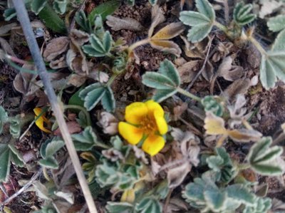 Potentilla cinerea Chaix ex Vill.: flower