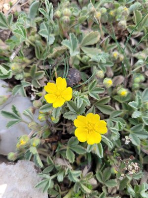 Potentilla cinerea Chaix ex Vill.: flower
