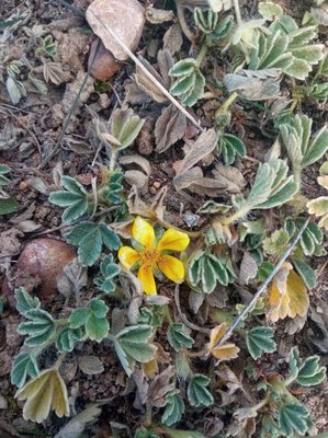 Potentilla cinerea Chaix ex Vill.: flower