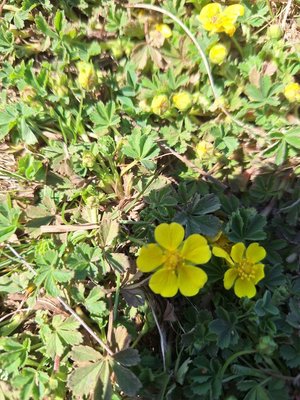 Potentilla cinerea Chaix ex Vill.: flower